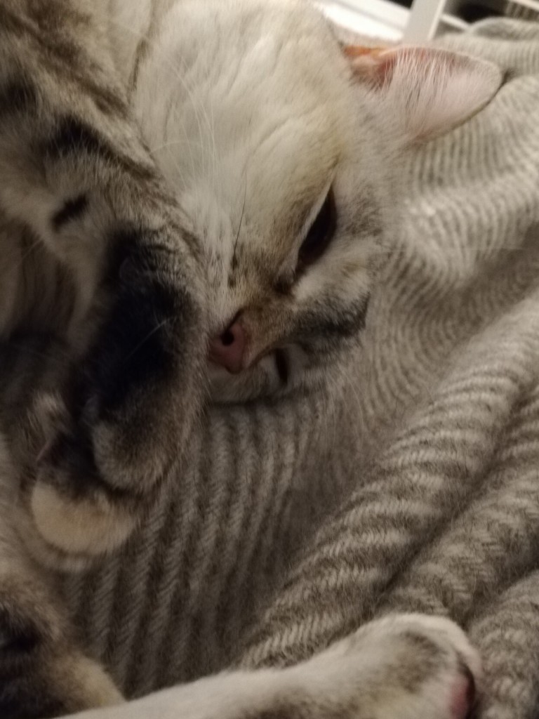 Eine helle Katze liegt auf einer gestreiften Wolldecke sie sieht entspannt aus, hat aber die Augen etwas geöffnet. Es ist nicht gut zu erkennen, aber unter der Decke sind meine Beine. 